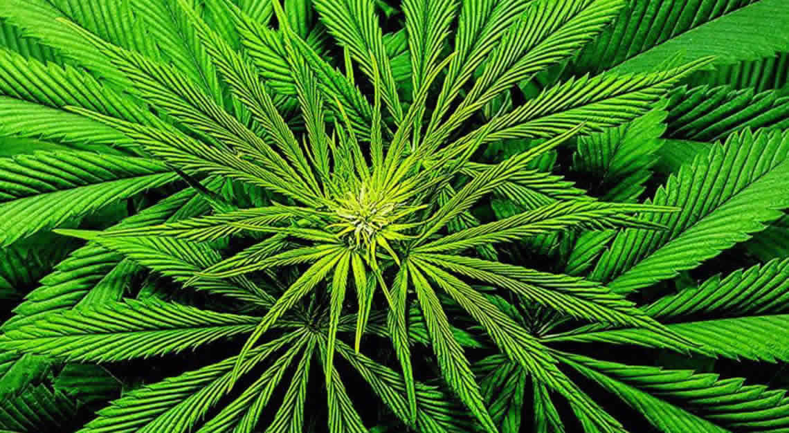 marijuana leaves arizona